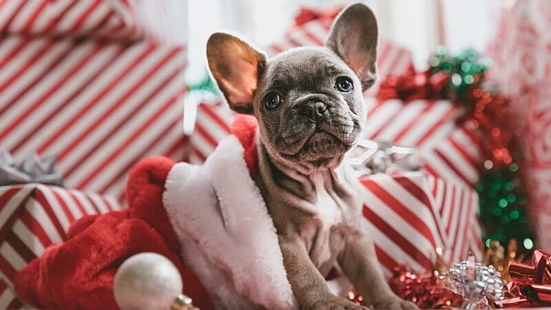 Wie du mit Gegenkonditionierung deinen ängstlichen Hund auf Silvester vorbereiten kannst